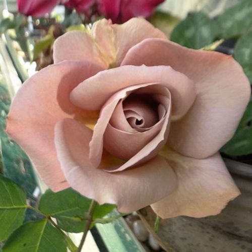Rosa Spiced Coffee™ - roz - Trandafir copac cu trunchi înalt - cu flori în buchet - coroană tufiș
